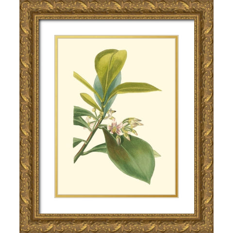 Tropical Fancy IV Gold Ornate Wood Framed Art Print with Double Matting by Edmonston-Douglas