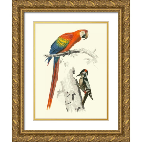 Birds of Costa Rica III Gold Ornate Wood Framed Art Print with Double Matting by DOrbigny, M.Charles
