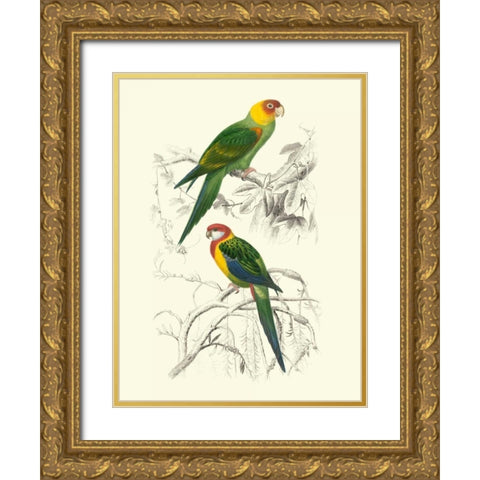 Birds of Costa Rica IV Gold Ornate Wood Framed Art Print with Double Matting by DOrbigny, M.Charles