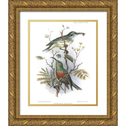 Birds in Nature I Gold Ornate Wood Framed Art Print with Double Matting by Keulemans, J.C.