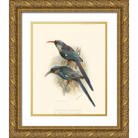 Birds in Nature III Gold Ornate Wood Framed Art Print with Double Matting by Keulemans, J.C.