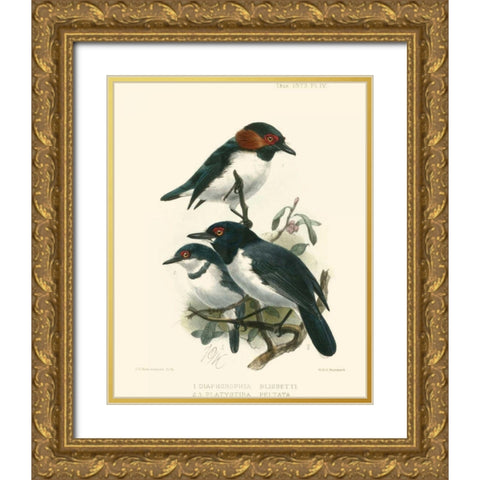Birds in Nature IV Gold Ornate Wood Framed Art Print with Double Matting by Keulemans, J.C.