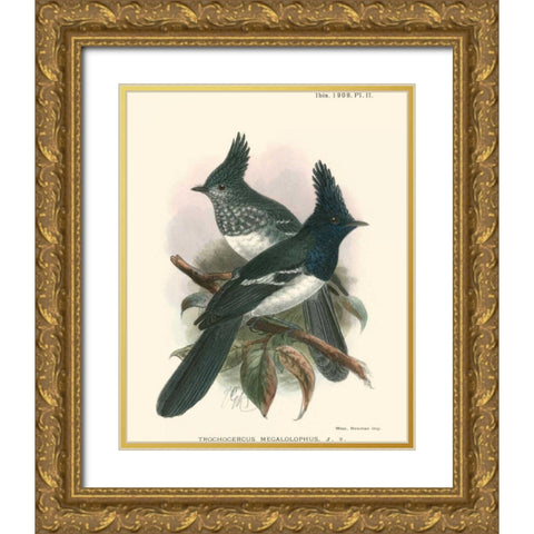 Birds in Nature V Gold Ornate Wood Framed Art Print with Double Matting by Keulemans, J.C.