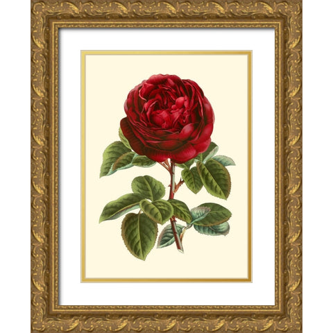 Magnificent Rose III Gold Ornate Wood Framed Art Print with Double Matting by Van Houtte