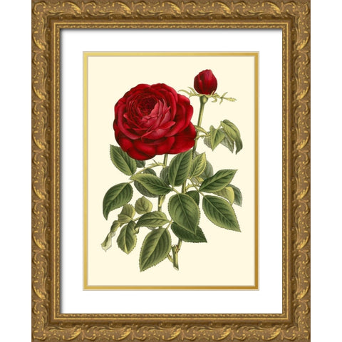 Magnificent Rose IV Gold Ornate Wood Framed Art Print with Double Matting by Van Houtte