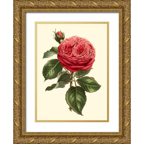 Magnificent Rose V Gold Ornate Wood Framed Art Print with Double Matting by Van Houtte