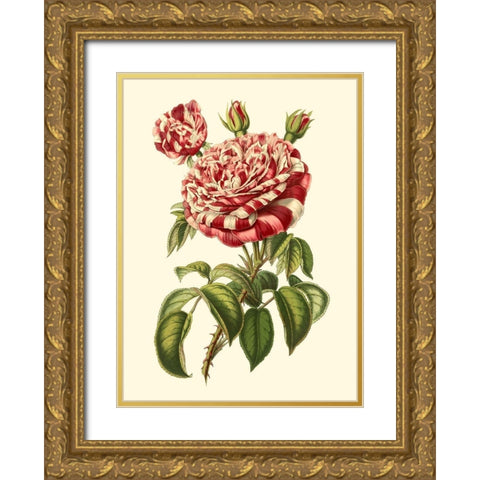 Magnificent Rose VI Gold Ornate Wood Framed Art Print with Double Matting by Van Houtte