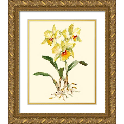 Yellow Cattleya Orchid Gold Ornate Wood Framed Art Print with Double Matting by Waldman, Joy