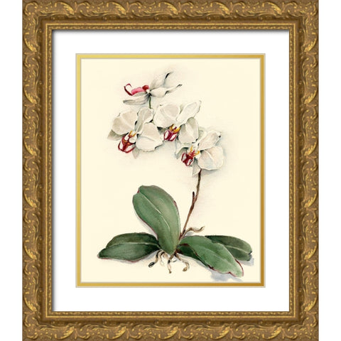 Phalaenopsis Red Throat Orchid Gold Ornate Wood Framed Art Print with Double Matting by Waldman, Joy