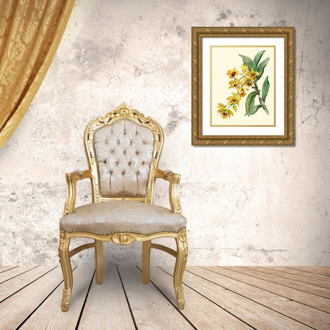 Dendrobium Orchid Gold Ornate Wood Framed Art Print with Double Matting by Waldman, Joy