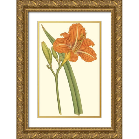Lily Varieties I Gold Ornate Wood Framed Art Print with Double Matting by Curtis