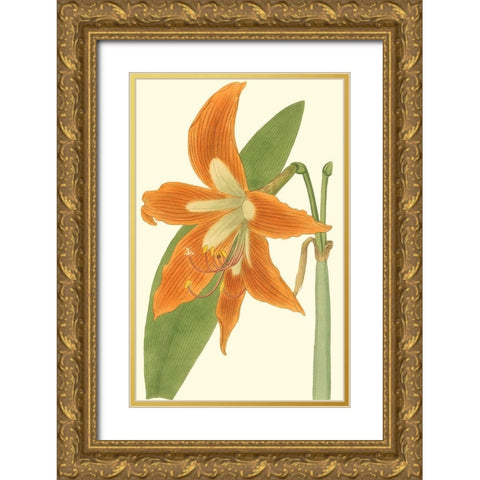 Lily Varieties II Gold Ornate Wood Framed Art Print with Double Matting by Curtis
