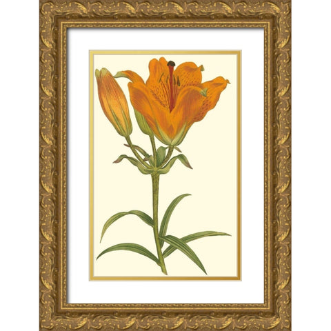 Lily Varieties III Gold Ornate Wood Framed Art Print with Double Matting by Curtis