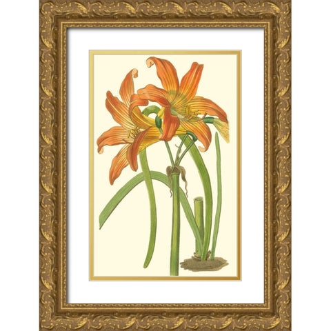 Lily Varieties IV Gold Ornate Wood Framed Art Print with Double Matting by Curtis