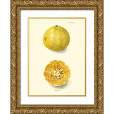 Tangelo Gold Ornate Wood Framed Art Print with Double Matting by Unknown