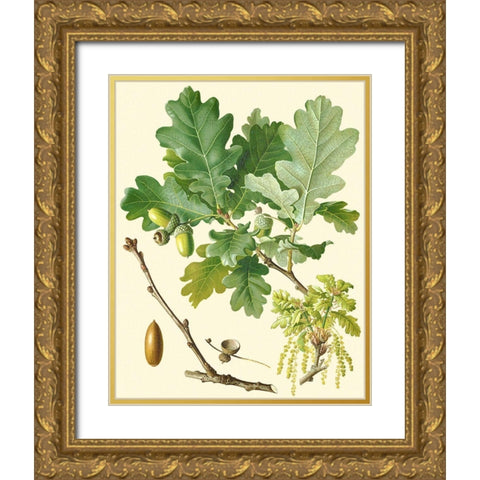 Acorns and Foliage II Gold Ornate Wood Framed Art Print with Double Matting by Vision Studio