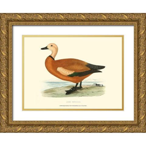 Ruddy Shieldrake Gold Ornate Wood Framed Art Print with Double Matting by Vision Studio