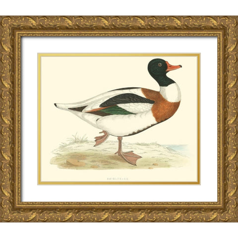 Shieldrake Gold Ornate Wood Framed Art Print with Double Matting by Vision Studio