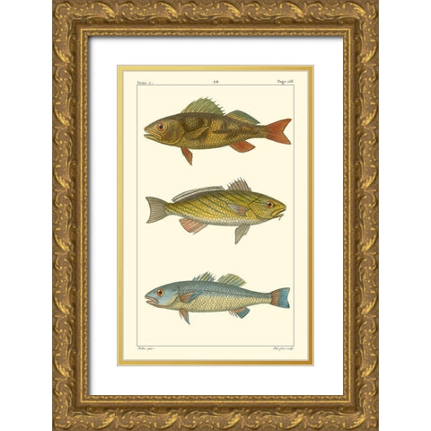 Freshwater Fish I Gold Ornate Wood Framed Art Print with Double Matting by Pretre