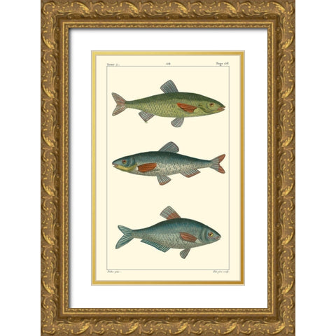 Freshwater Fish III Gold Ornate Wood Framed Art Print with Double Matting by Pretre