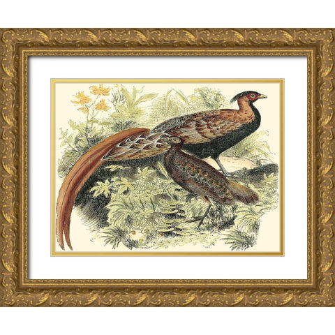 Pheasant Varieties VIII Gold Ornate Wood Framed Art Print with Double Matting by Vision Studio