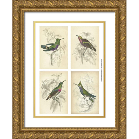 Jardine Hummingbirds Gold Ornate Wood Framed Art Print with Double Matting by unknown