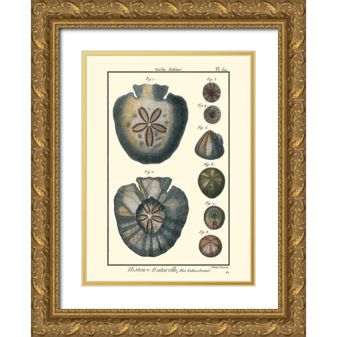 Sea Shells V Gold Ornate Wood Framed Art Print with Double Matting by Diderot, Denis