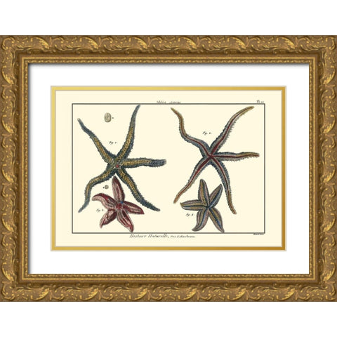 Sea Shells IX Gold Ornate Wood Framed Art Print with Double Matting by Diderot, Denis