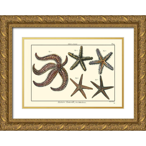 Sea Shells X Gold Ornate Wood Framed Art Print with Double Matting by Diderot, Denis