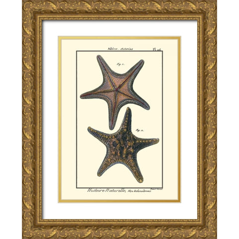 Sea Shells XII Gold Ornate Wood Framed Art Print with Double Matting by Diderot, Denis