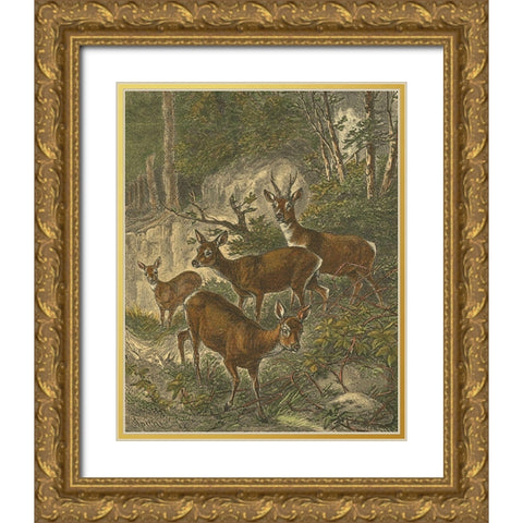 Small Roe Deer Gold Ornate Wood Framed Art Print with Double Matting by Specht, Friedrich