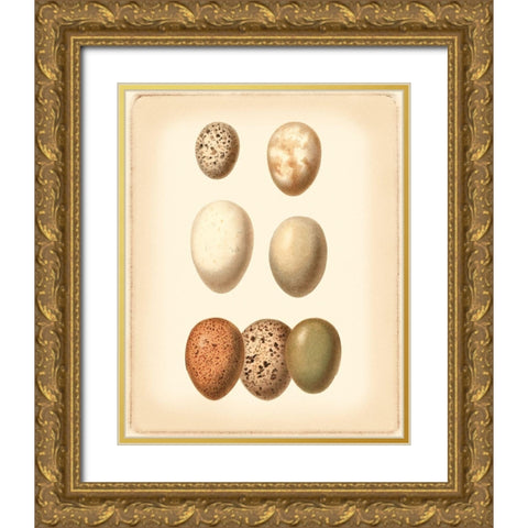 Bird Egg Study II Gold Ornate Wood Framed Art Print with Double Matting by Vision Studio
