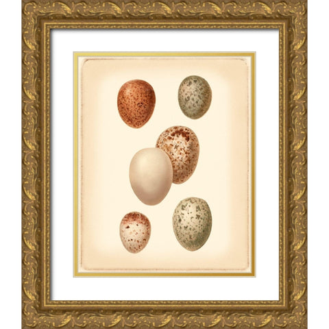 Bird Egg Study III Gold Ornate Wood Framed Art Print with Double Matting by Vision Studio