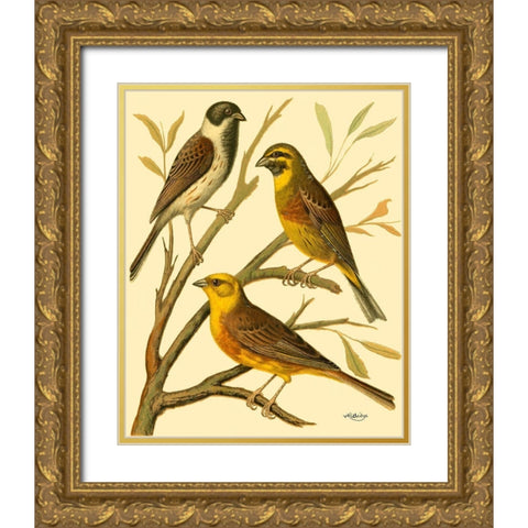 Domestic Bird Family I Gold Ornate Wood Framed Art Print with Double Matting by Rutledge, W.