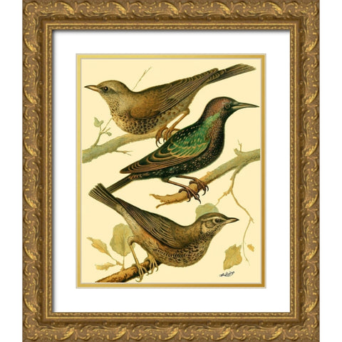 Domestic Bird Family IV Gold Ornate Wood Framed Art Print with Double Matting by Rutledge, W.