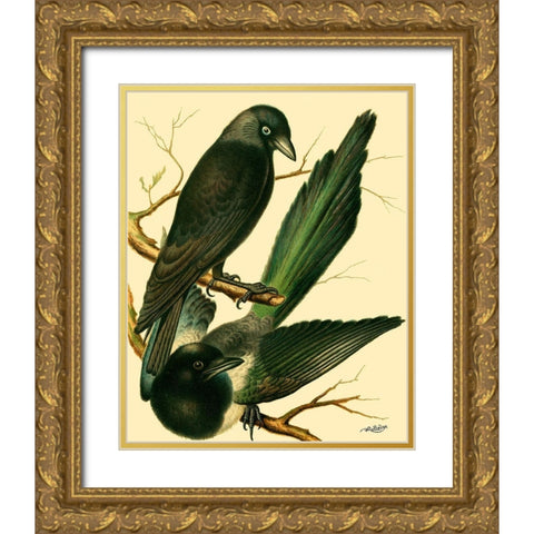 Domestic Bird Family V Gold Ornate Wood Framed Art Print with Double Matting by Rutledge, W.