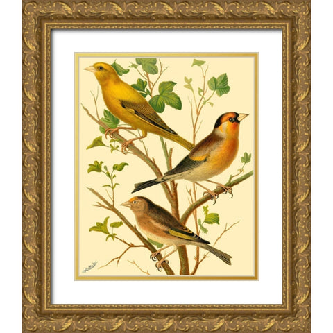 Domestic Bird Family VI Gold Ornate Wood Framed Art Print with Double Matting by Rutledge, W.