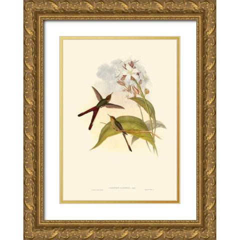 Small Gould Hummingbird III Gold Ornate Wood Framed Art Print with Double Matting by Gould, John