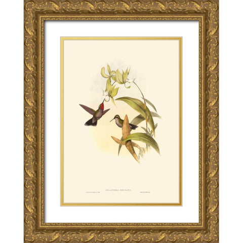 Small Gould Hummingbird IV Gold Ornate Wood Framed Art Print with Double Matting by Gould, John