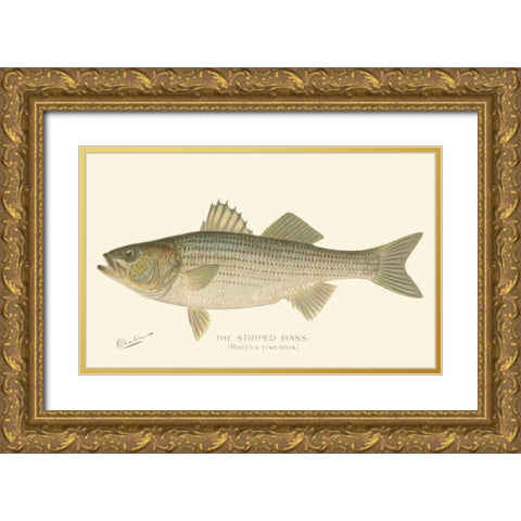 Striped Bass Gold Ornate Wood Framed Art Print with Double Matting by Denton
