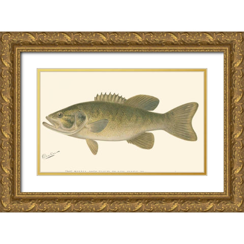 Small-mouthed Black Bass Gold Ornate Wood Framed Art Print with Double Matting by Denton