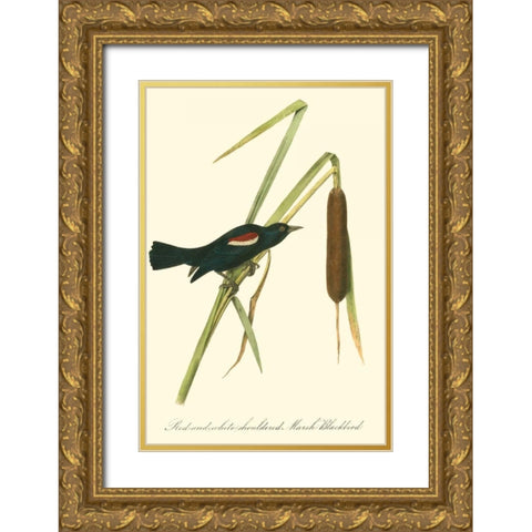Audubons Blackbird Gold Ornate Wood Framed Art Print with Double Matting by Audubon, John James