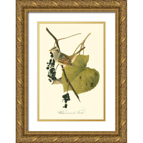 Audubons Finch Gold Ornate Wood Framed Art Print with Double Matting by Audubon, John James