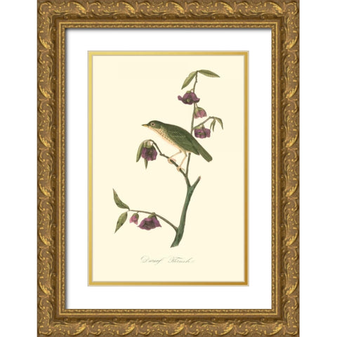 Audubons Thrush Gold Ornate Wood Framed Art Print with Double Matting by Audubon, John James