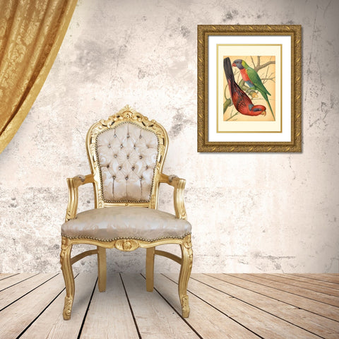 Cassells Parrots IV Gold Ornate Wood Framed Art Print with Double Matting by Cassell