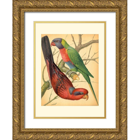 Cassells Parrots IV Gold Ornate Wood Framed Art Print with Double Matting by Cassell