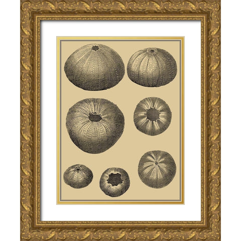 Shells on Khaki I Gold Ornate Wood Framed Art Print with Double Matting by Diderot, Denis