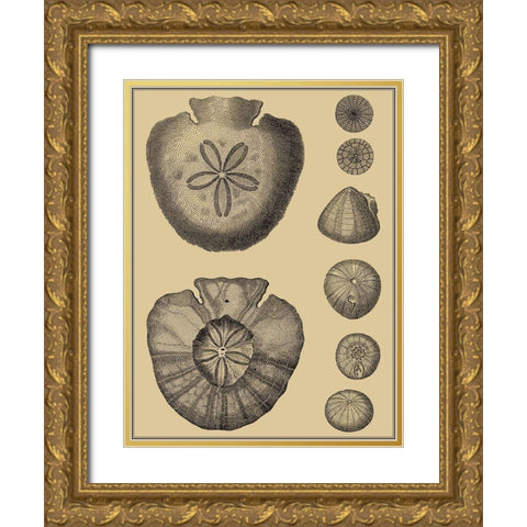 Shells on Khaki III Gold Ornate Wood Framed Art Print with Double Matting by Diderot, Denis