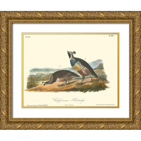 California Partridge Gold Ornate Wood Framed Art Print with Double Matting by Audubon, John James