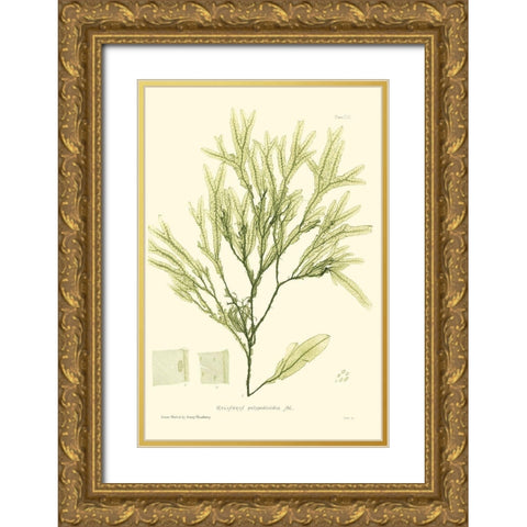 Bradbury Seaweed I  Gold Ornate Wood Framed Art Print with Double Matting by Bradbury, Henry